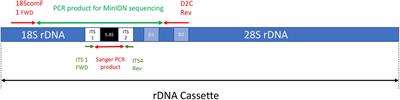 The Application of Nanopore Sequencing Technology to the Study of Dinoflagellates: A Proof of Concept Study for Rapid Sequence-Based Discrimination of Potentially Harmful Algae